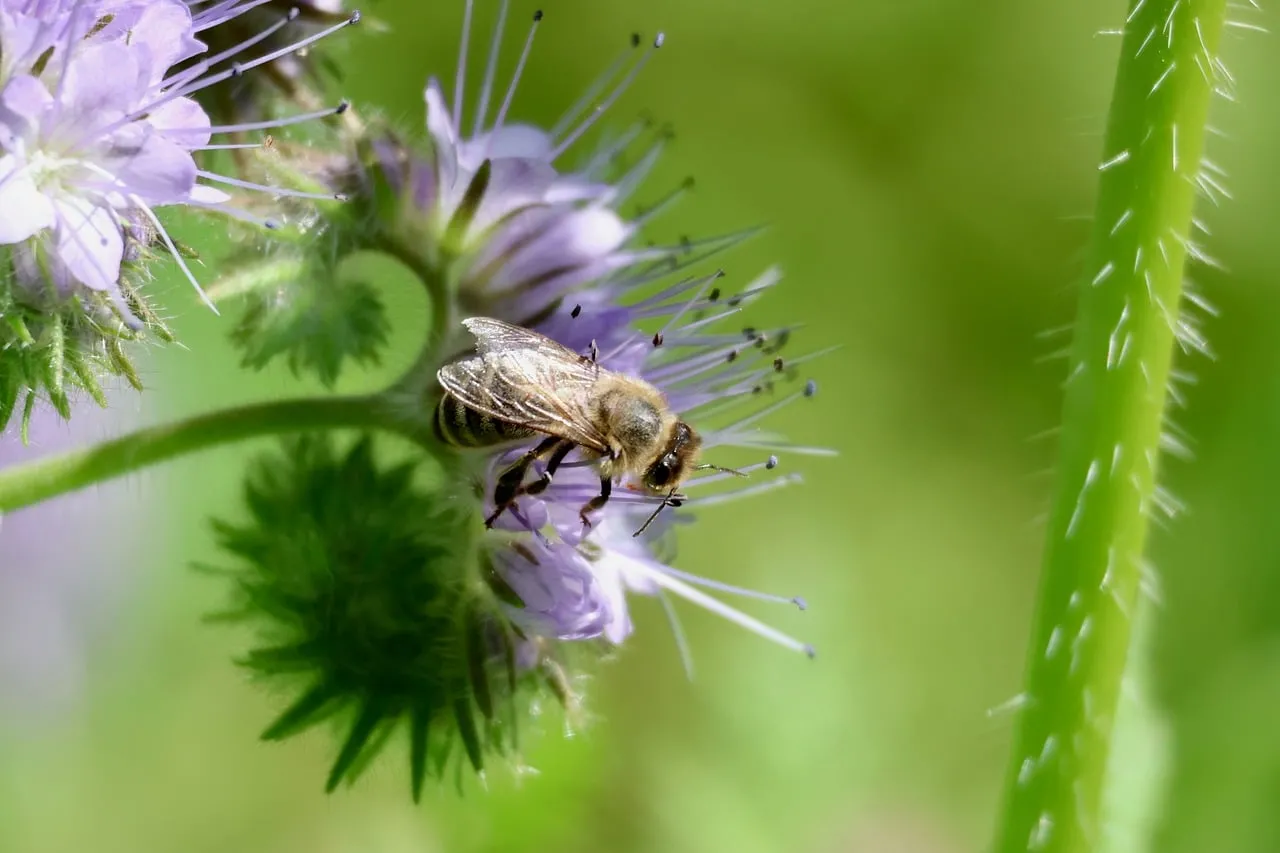 Vibrant Phacelia: Bee's Essential Pollination Journey