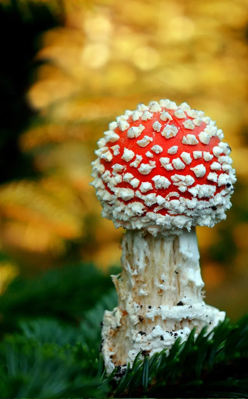 Vibrant Red Fly Agaric: A Striking Autumn Forest Jewel