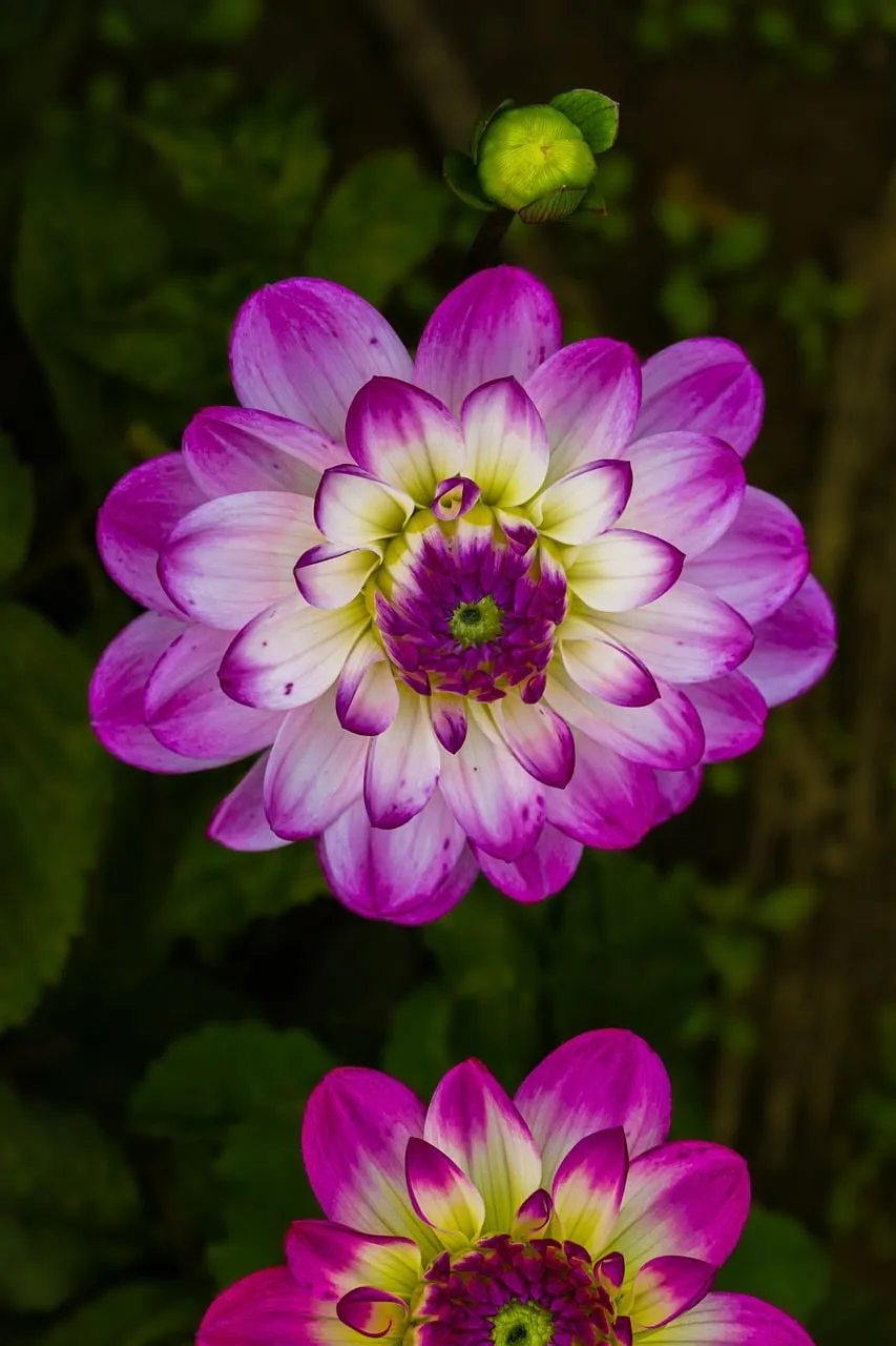 Vibrant Dahlia Blossom: A Two-Tone Floral Spectacle