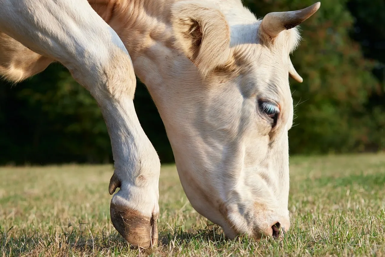 Serene Pasture: Close-up of a Grazing Cow