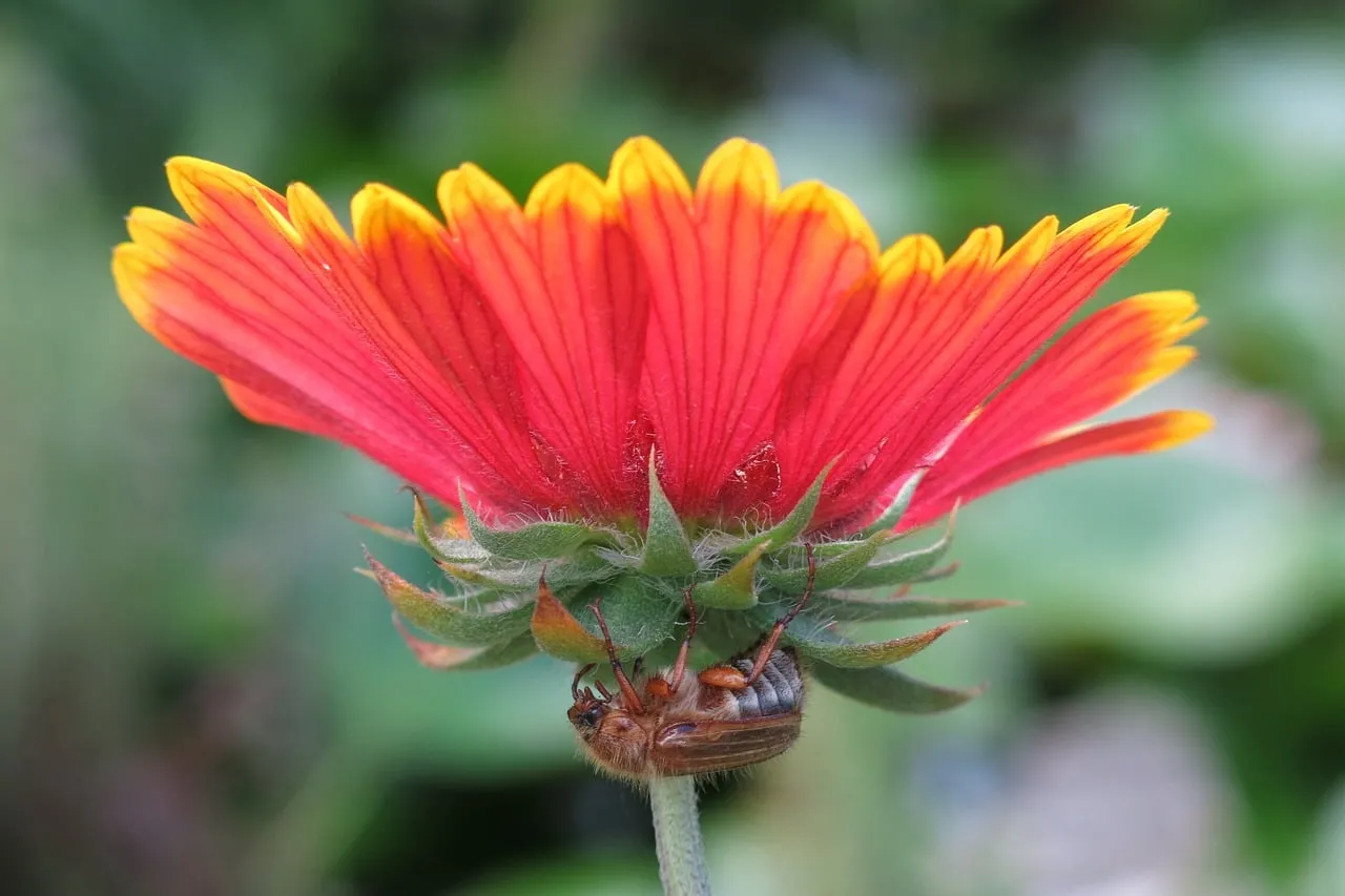 Vibrant Gaillardia Bloom with Hidden Beetle Friend