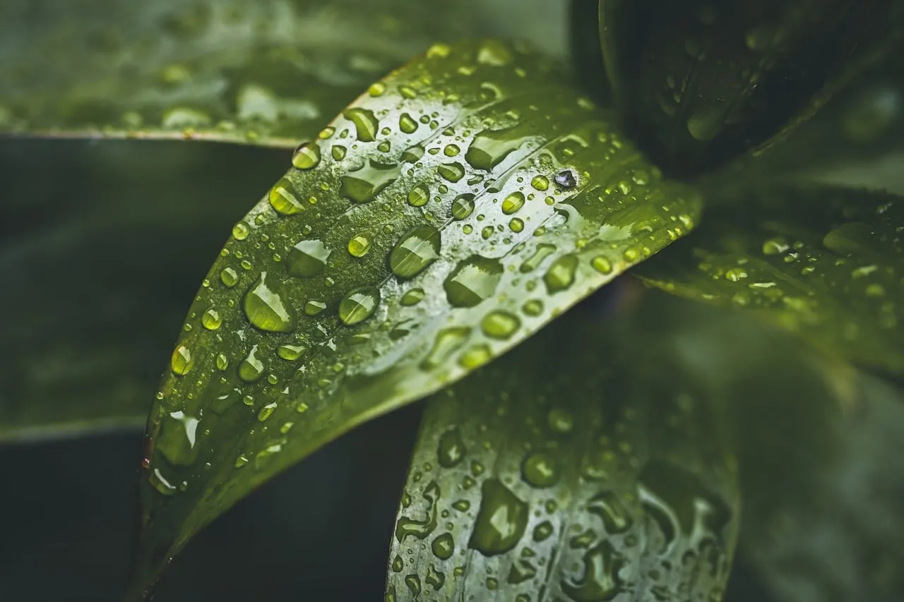 Vibrant Green Leaf Adorned with Sparkling Raindrops