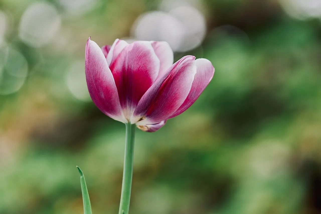 Vibrant Tulip Bloom: Delicate Petals in a Dreamy Garden