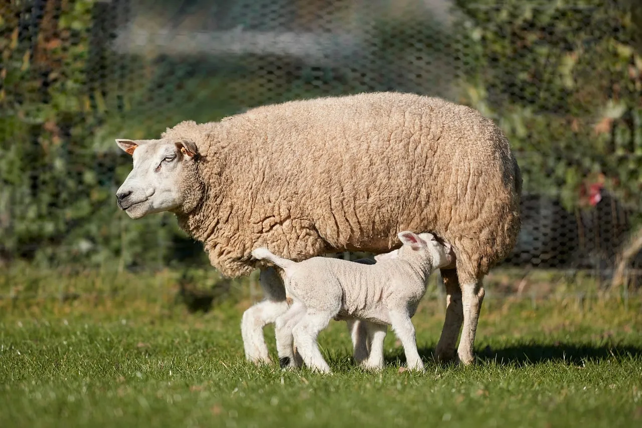 Tender Spring Scene: Mother Sheep Nurtures Lamb