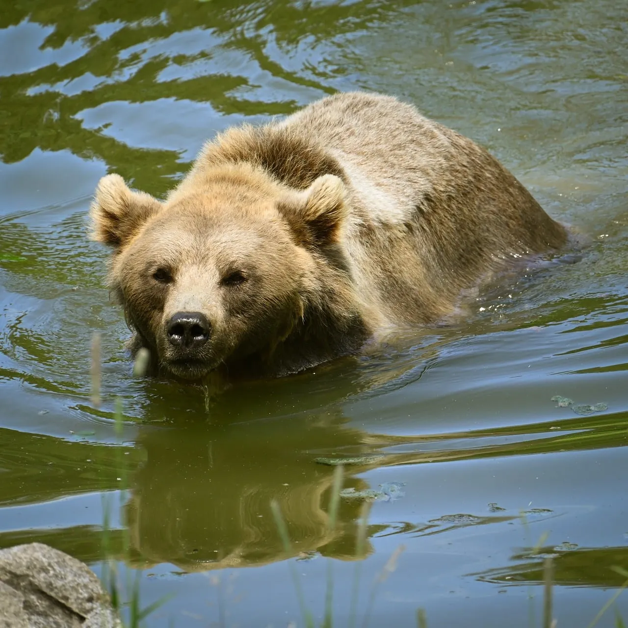 Majestic Brown Bear Gliding Through Serene Waters