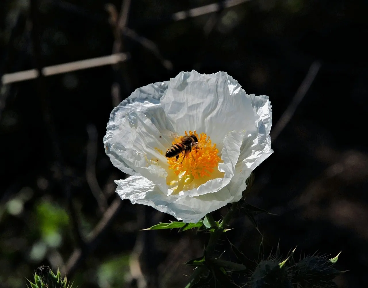 Vibrant Macro: Busy Bee on White Poppy Bloom