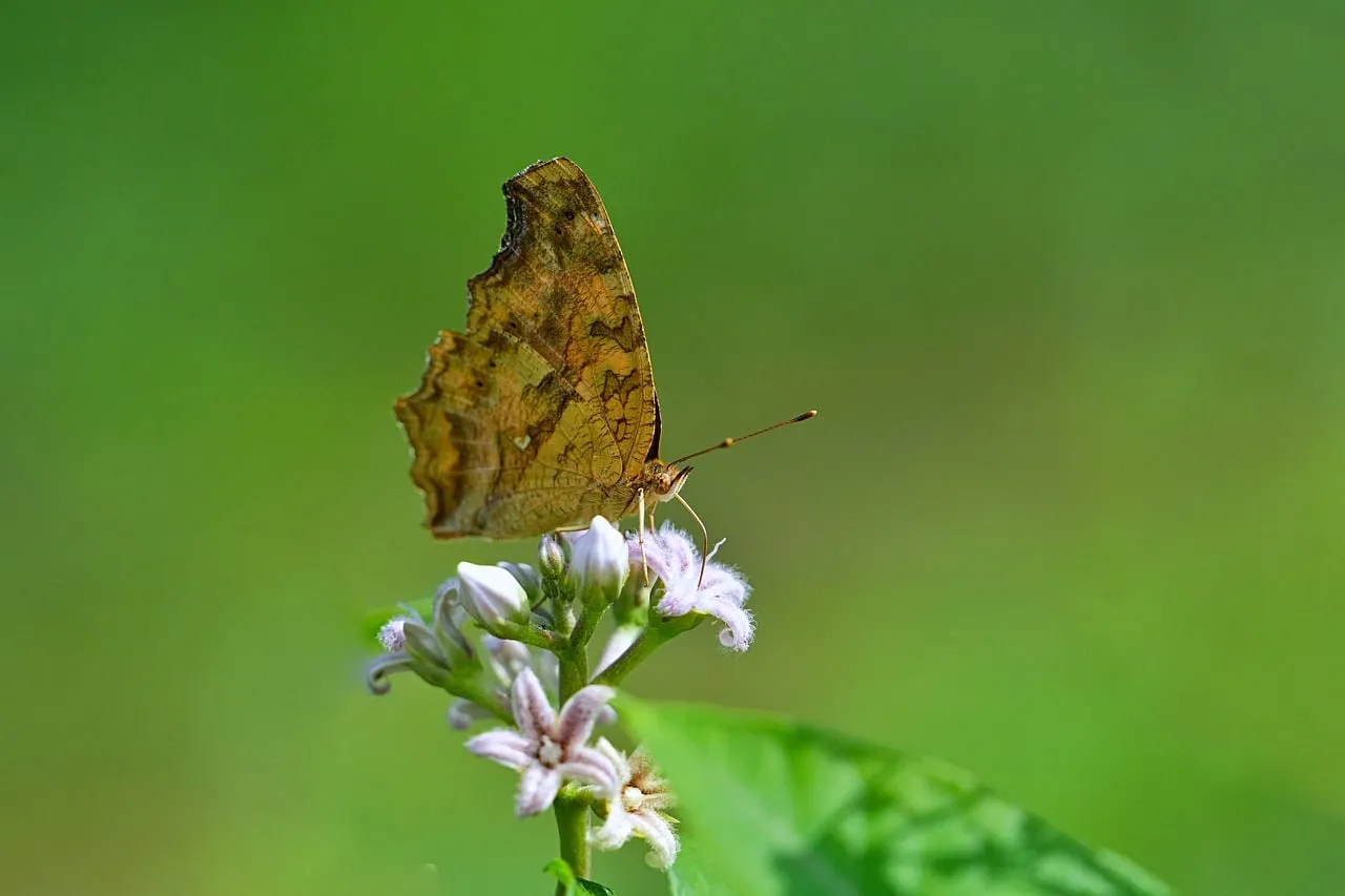 Stunning Macro: Butterfly on Delicate Wildflowers