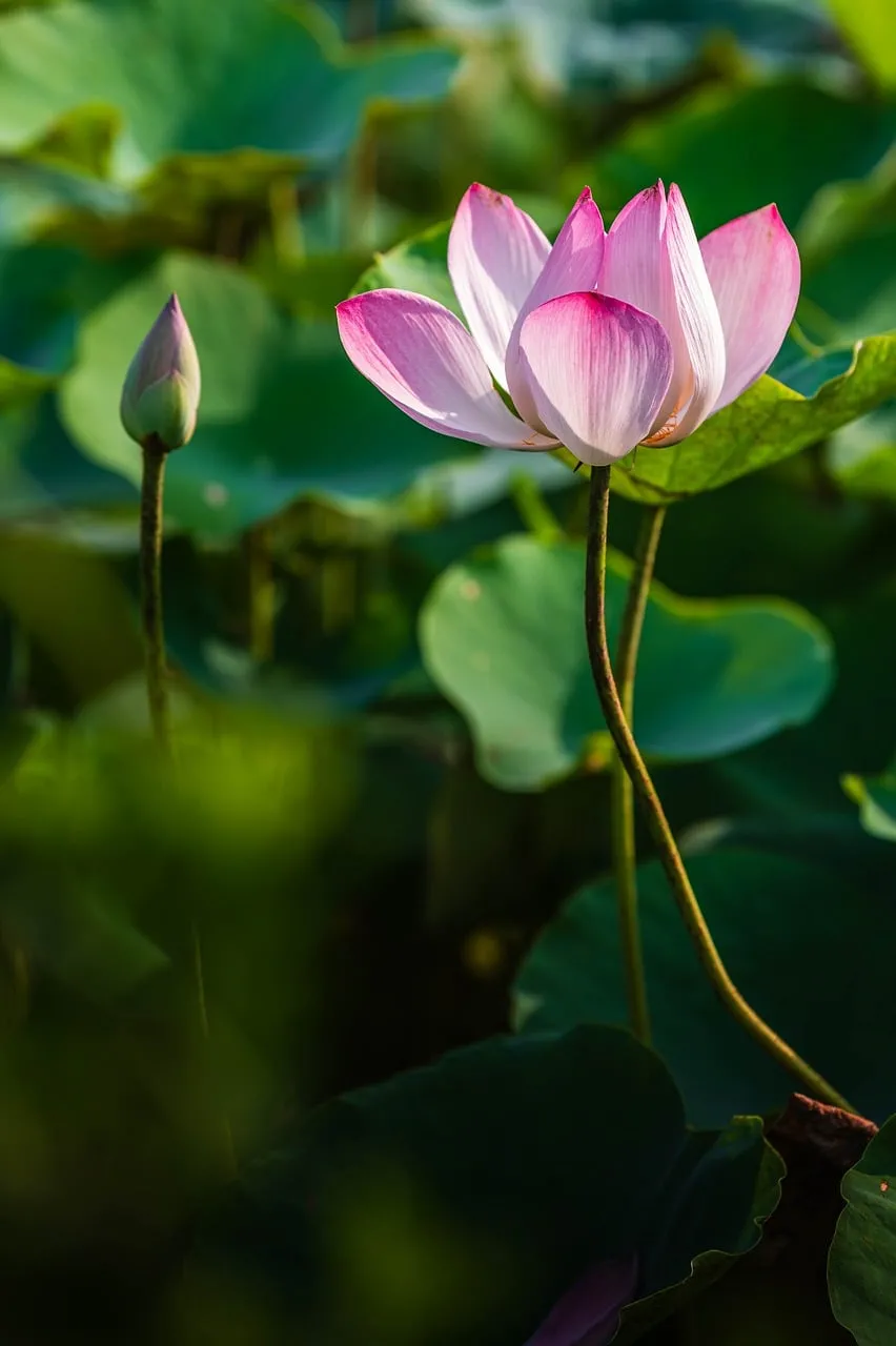 Vibrant Pink Lotus Bloom in Gentle Morning Light