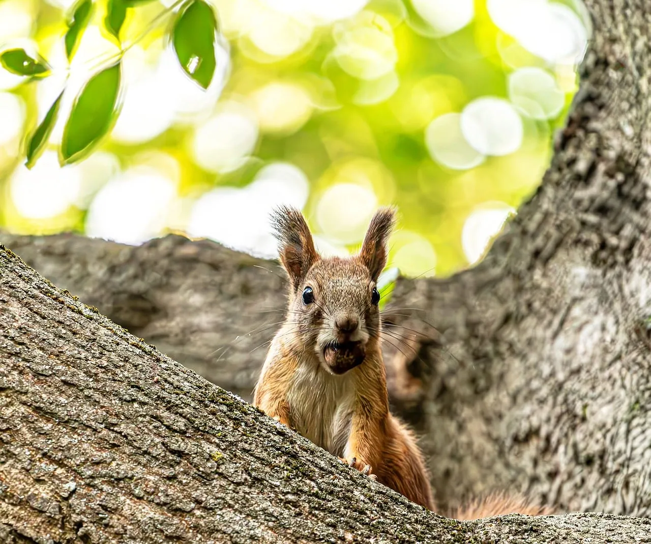 Charming Squirrel Enjoying Acorn on a Sunny Branch