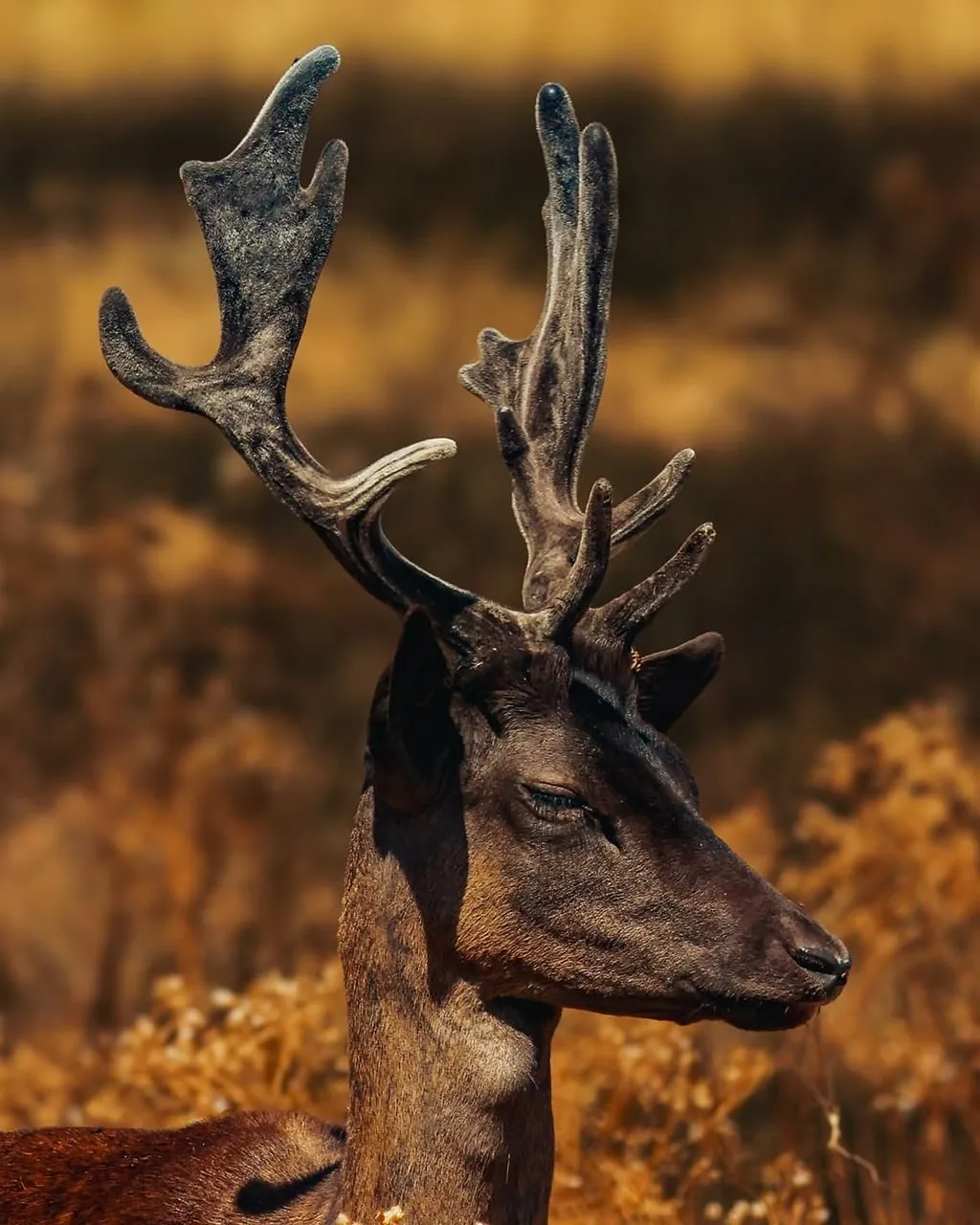 Majestic Fallow Deer Portrait in Golden Autumn Light