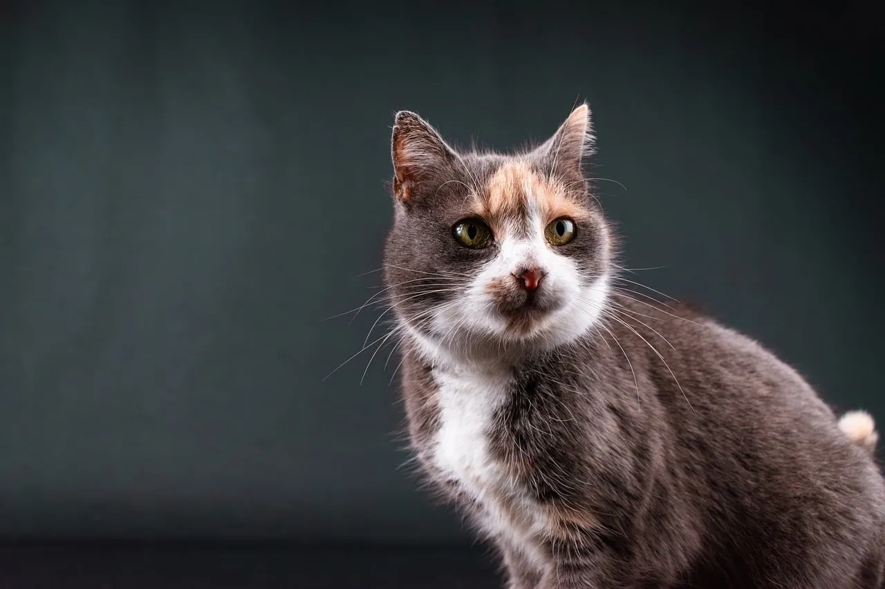 Captivating Tricolor Cat Portrait: Hypnotic Eyes & Silky Fur