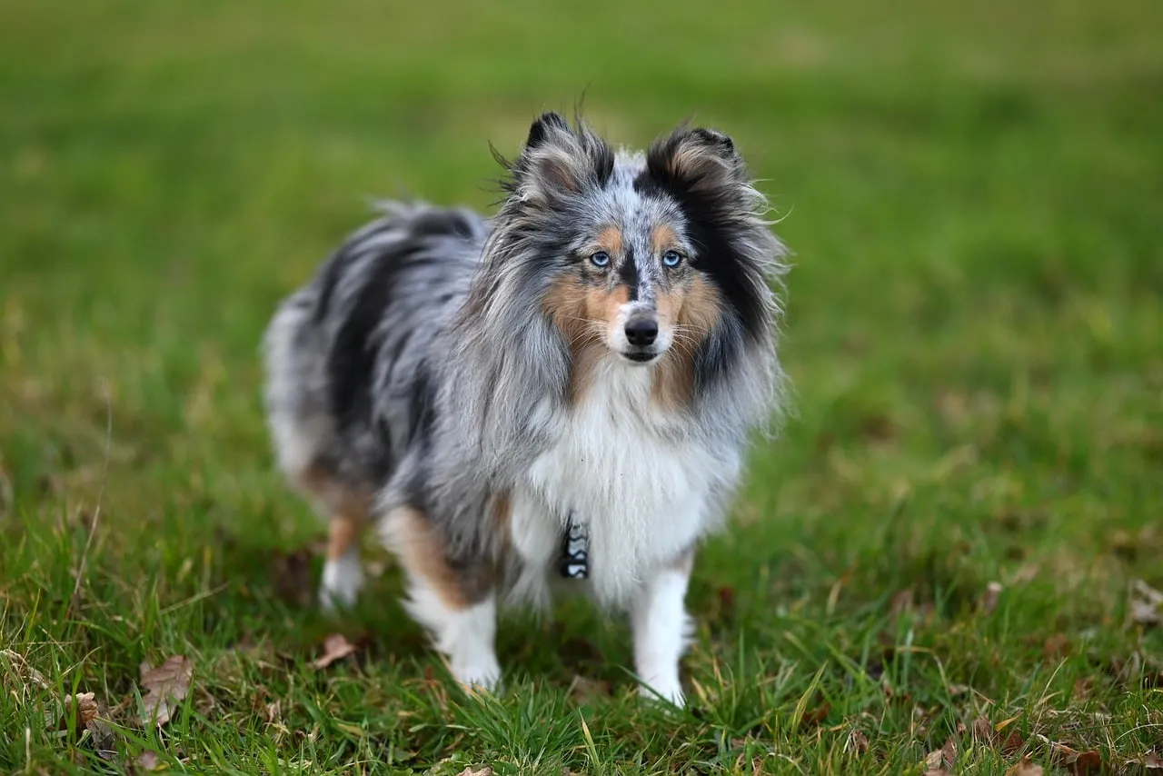 Stunning Blue Merle Shetland Sheepdog with Mesmerizing Eyes