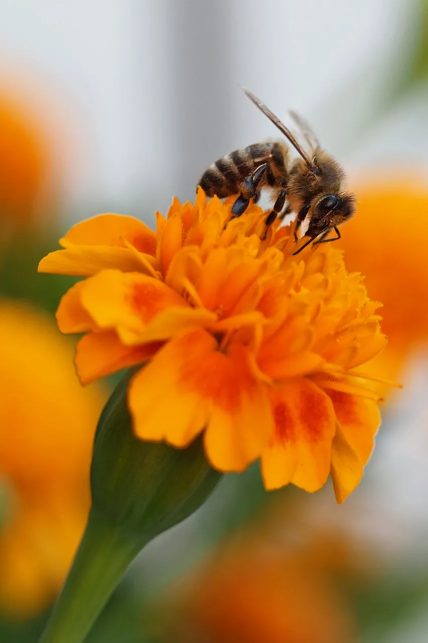 Vibrant Macro: Honey Bee on Orange Marigold