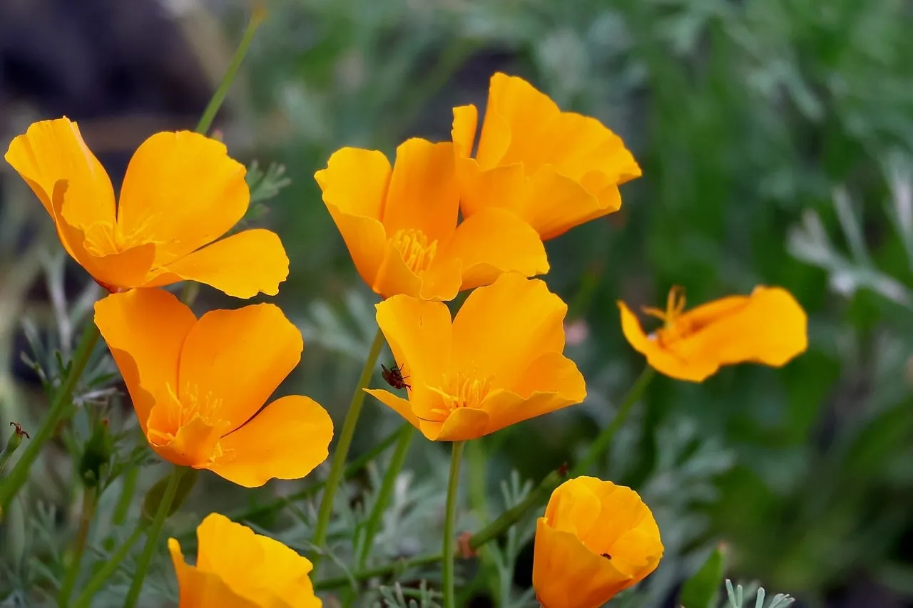 Vibrant Orange Poppy Blooms in Sunlit Spring Garden