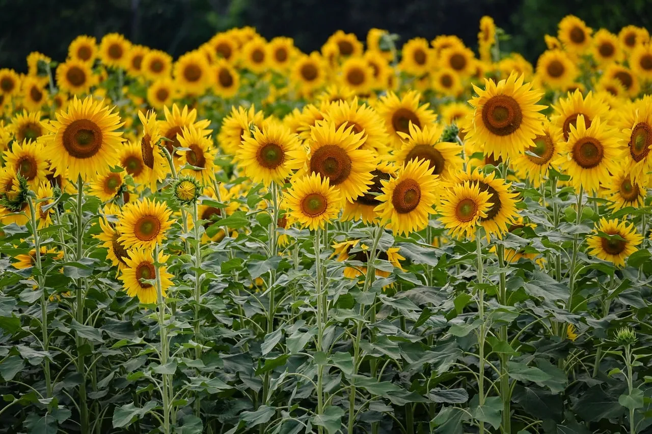 Vibrant Sunflower Field Blooms Under a Sunny Sky