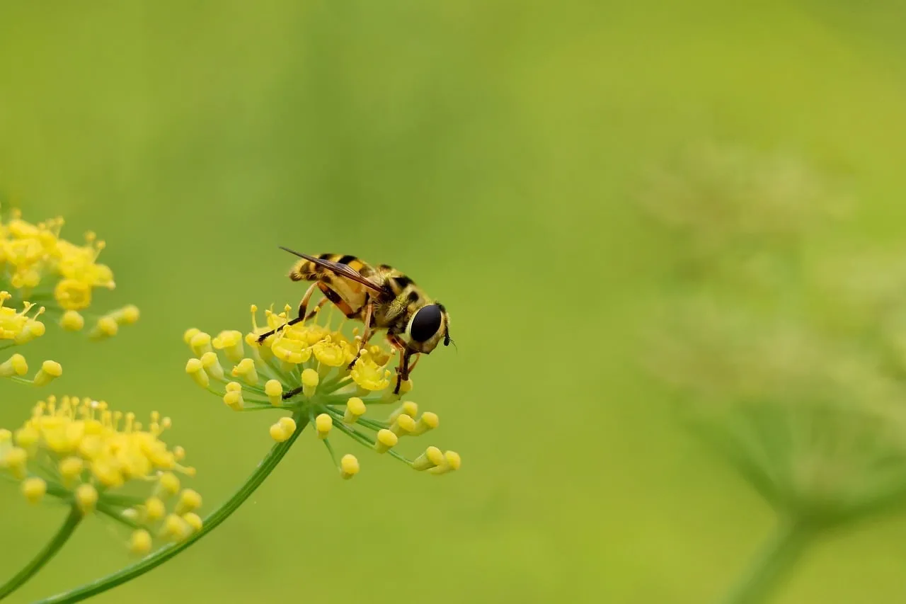 Vibrant Macro: Hoverfly Pollinating Yellow Blooms