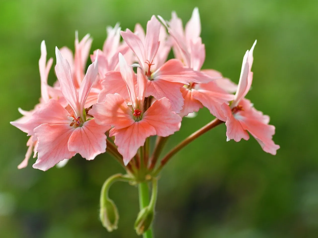 Vibrant Pink Ivy Geranium Blooms Against Lush Green
