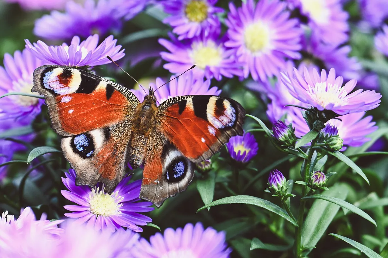 Vibrant Peacock Butterfly Perched on Dazzling Purple Flowers