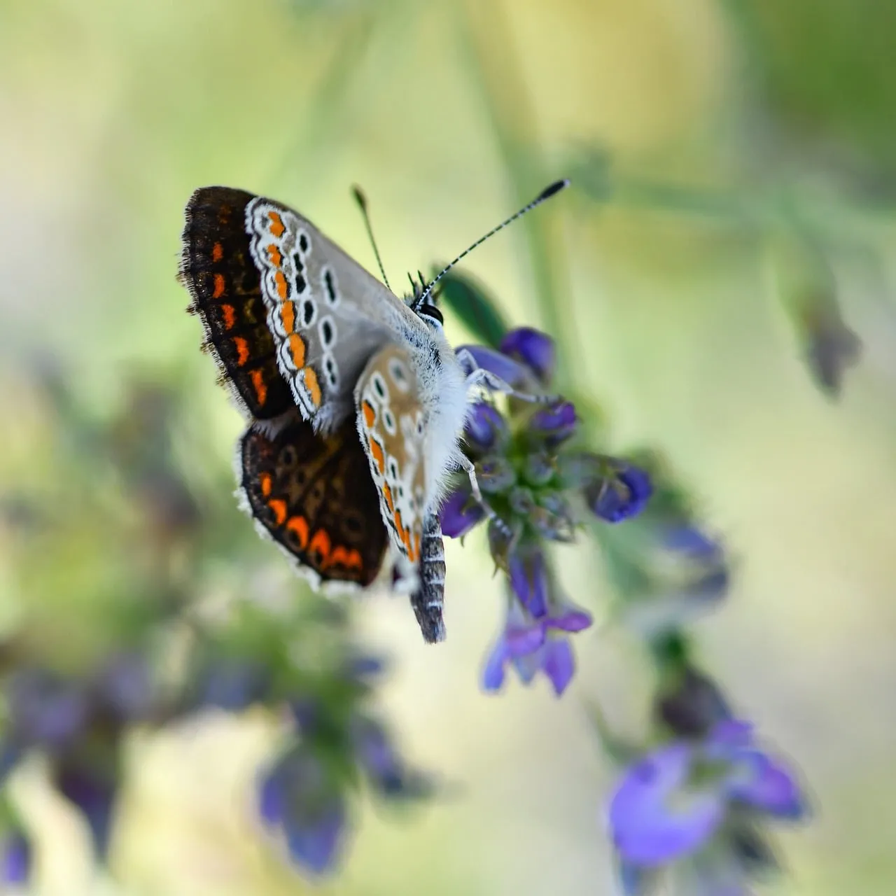 Vibrant Argus Blue: A Macro Dance on Purple Blooms