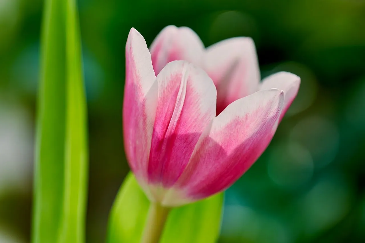 Vibrant Spring Tulip: A Delicate Blossom in Nature's Embrace