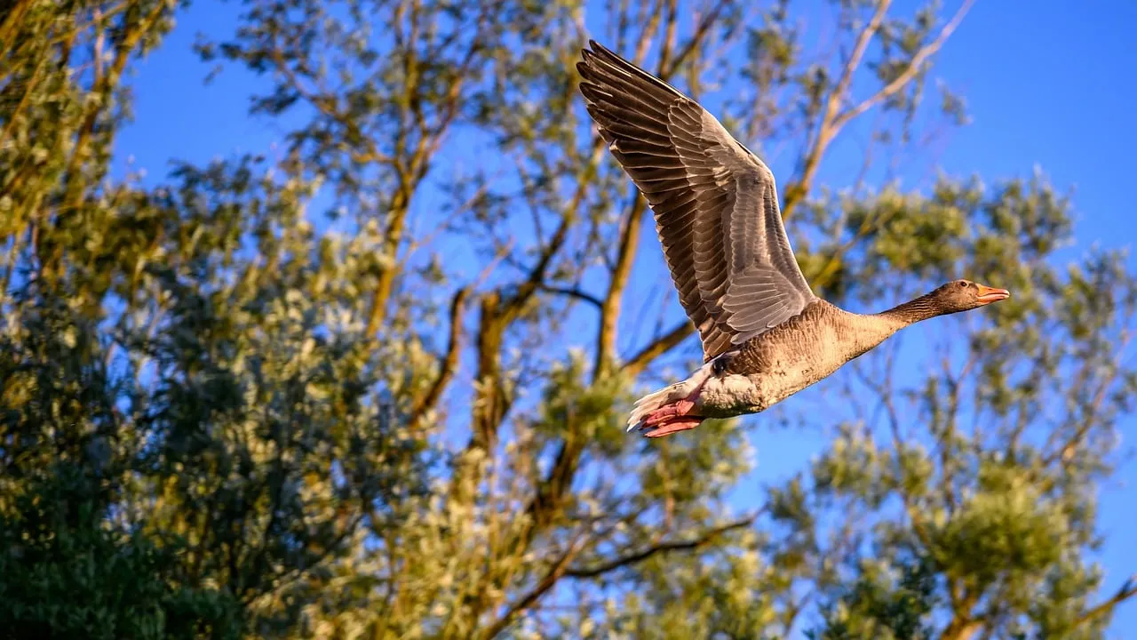 Graceful Goose Soars: Majestic Wildlife in Flight