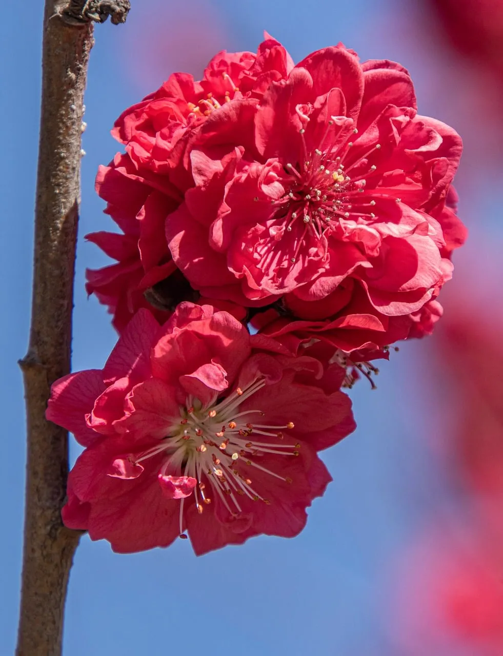 Vibrant Red Peach Blossoms Against a Blue Sky