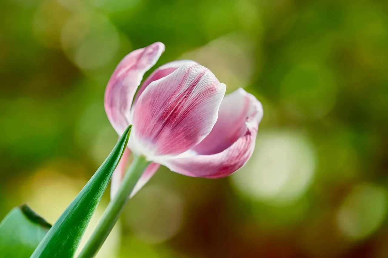 Charming Pink Tulip: Silky Petals Amidst Nature's Bokeh
