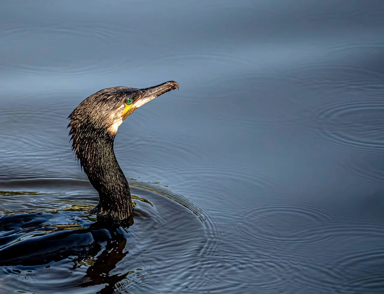 Stunning Cormorant: Serene Solitude in Nature's Waters