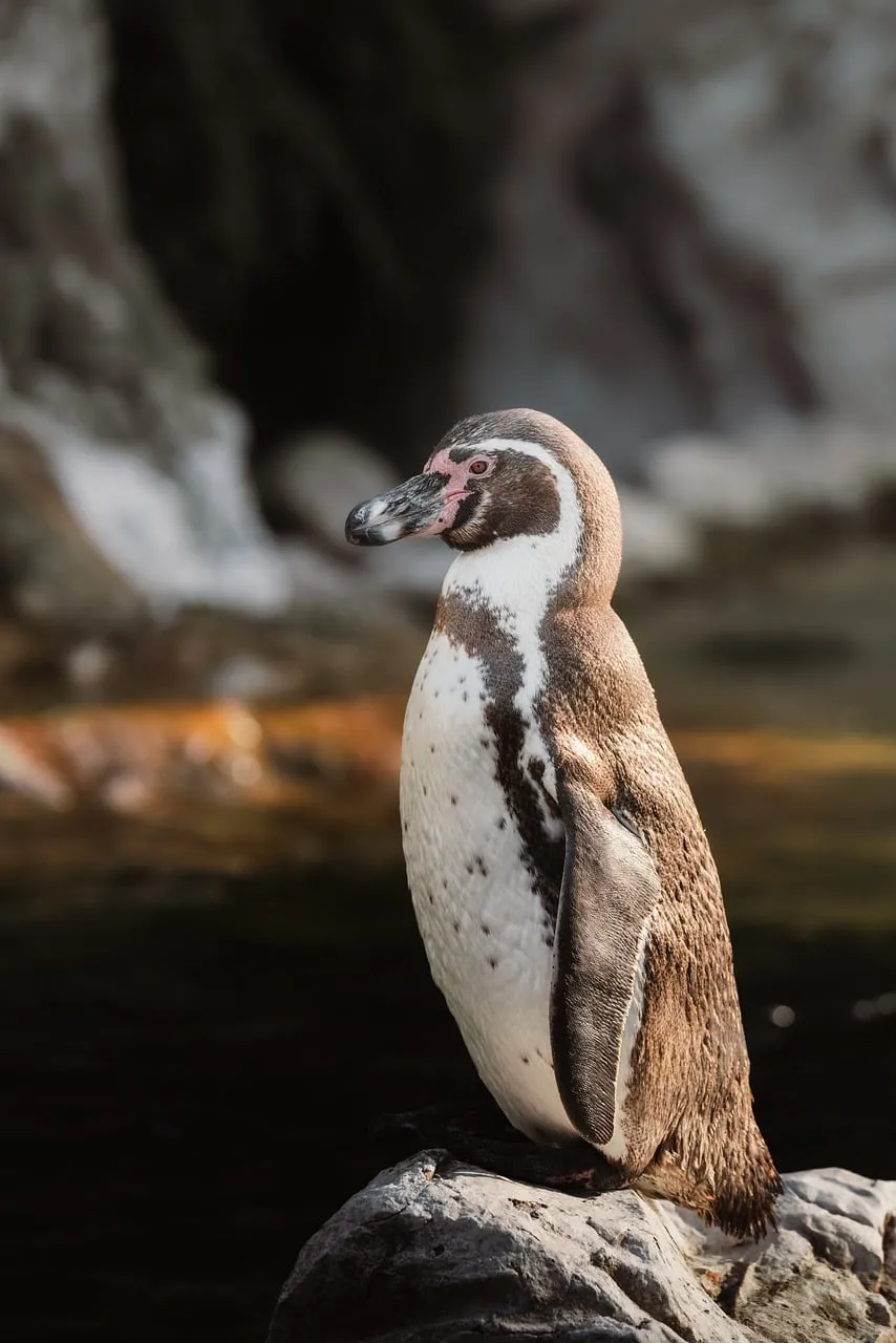 Majestic Humboldt Penguin: A Stunning Wildlife Portrait