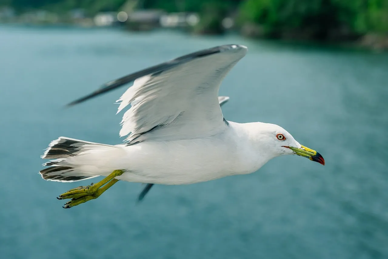 Graceful Gull Gliding: A Symphony of Flight Over Water