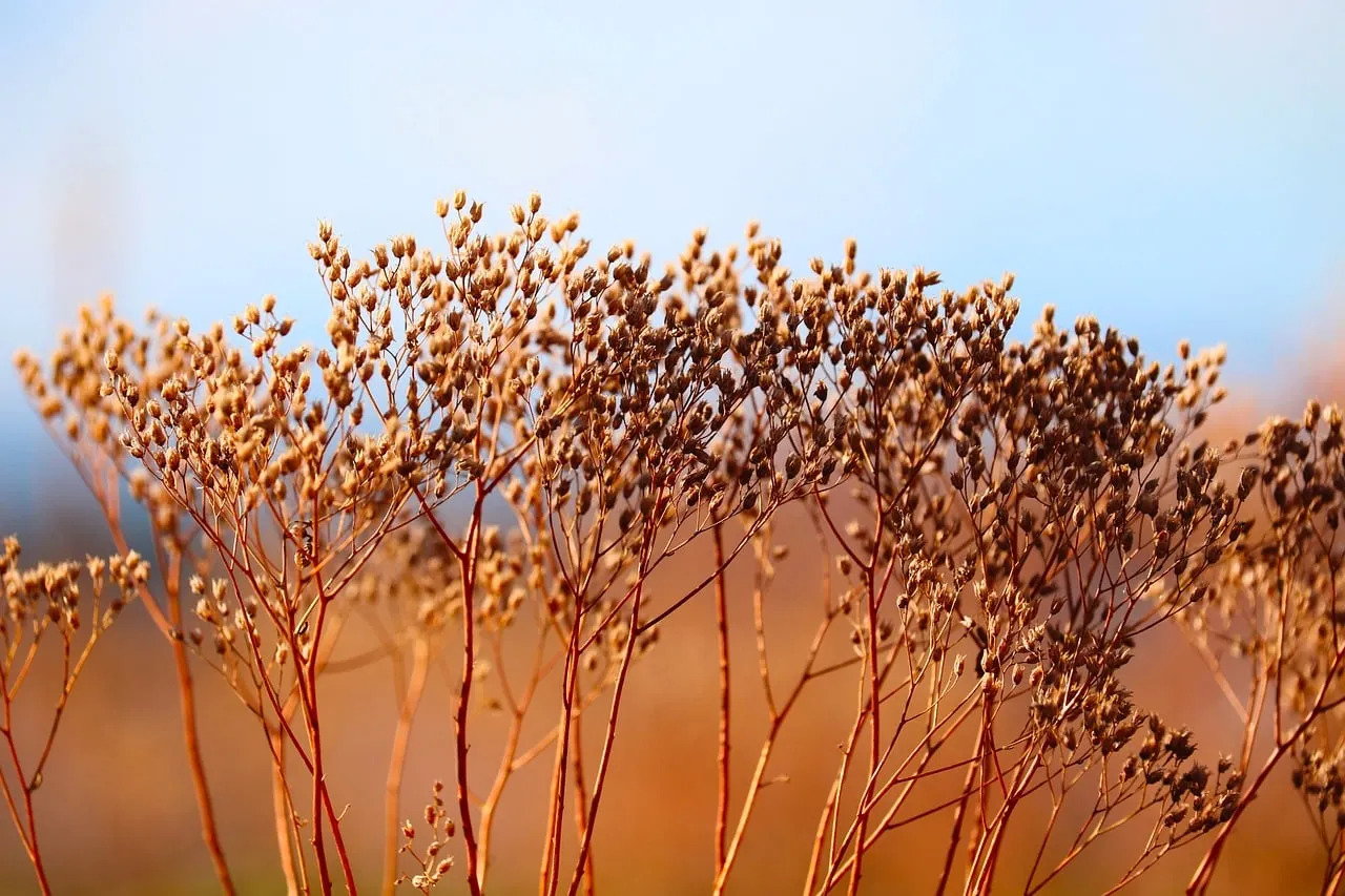 Sun-Kissed Drought: Delicate Autumn Twigs Under Blue Sky