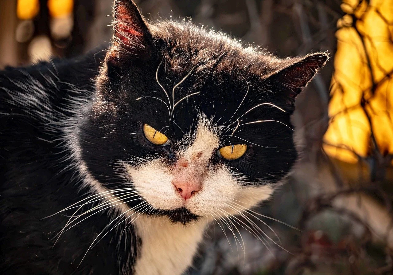 Intense Gaze: Stray Cat's Golden Eyes in Winter