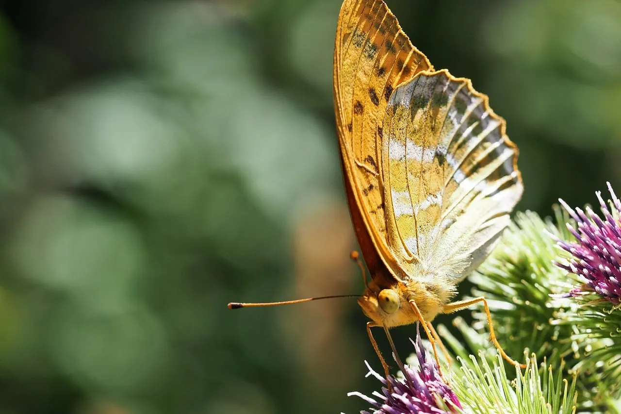 Vibrant Summer: Macro Butterfly on Thistle Bloom