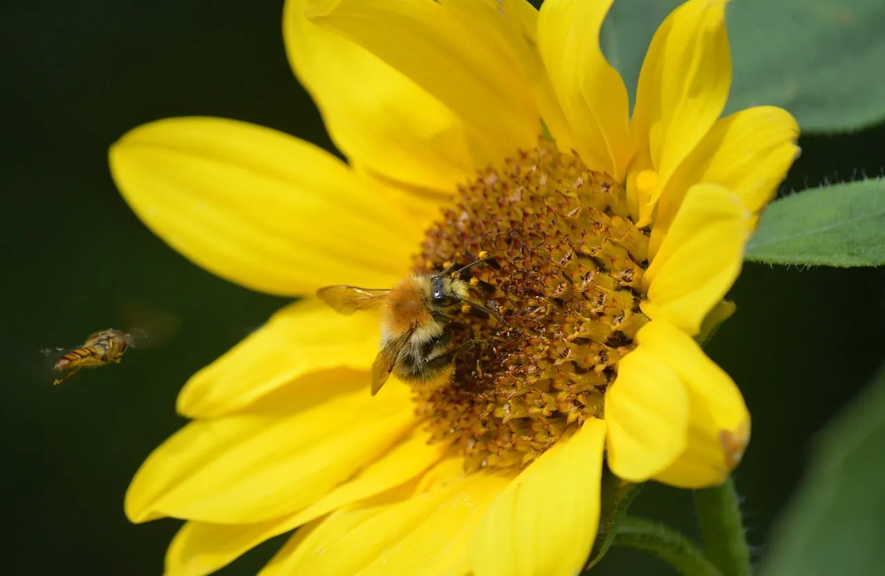 Vibrant Sunflower Buzz: Bumblebee's Nectar Delight