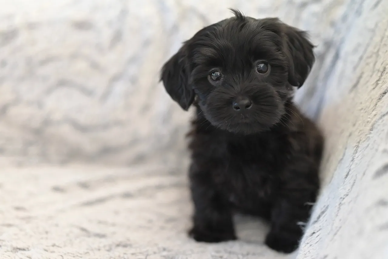 Adorable Black Bichon Puppy: Cuddly Companion