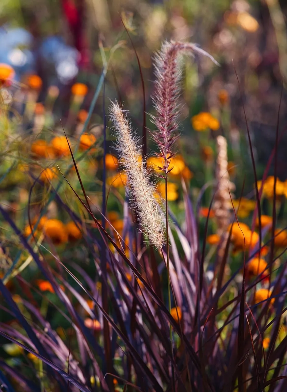 Radiant Pampas Grass: A Symphony of Summer Hues