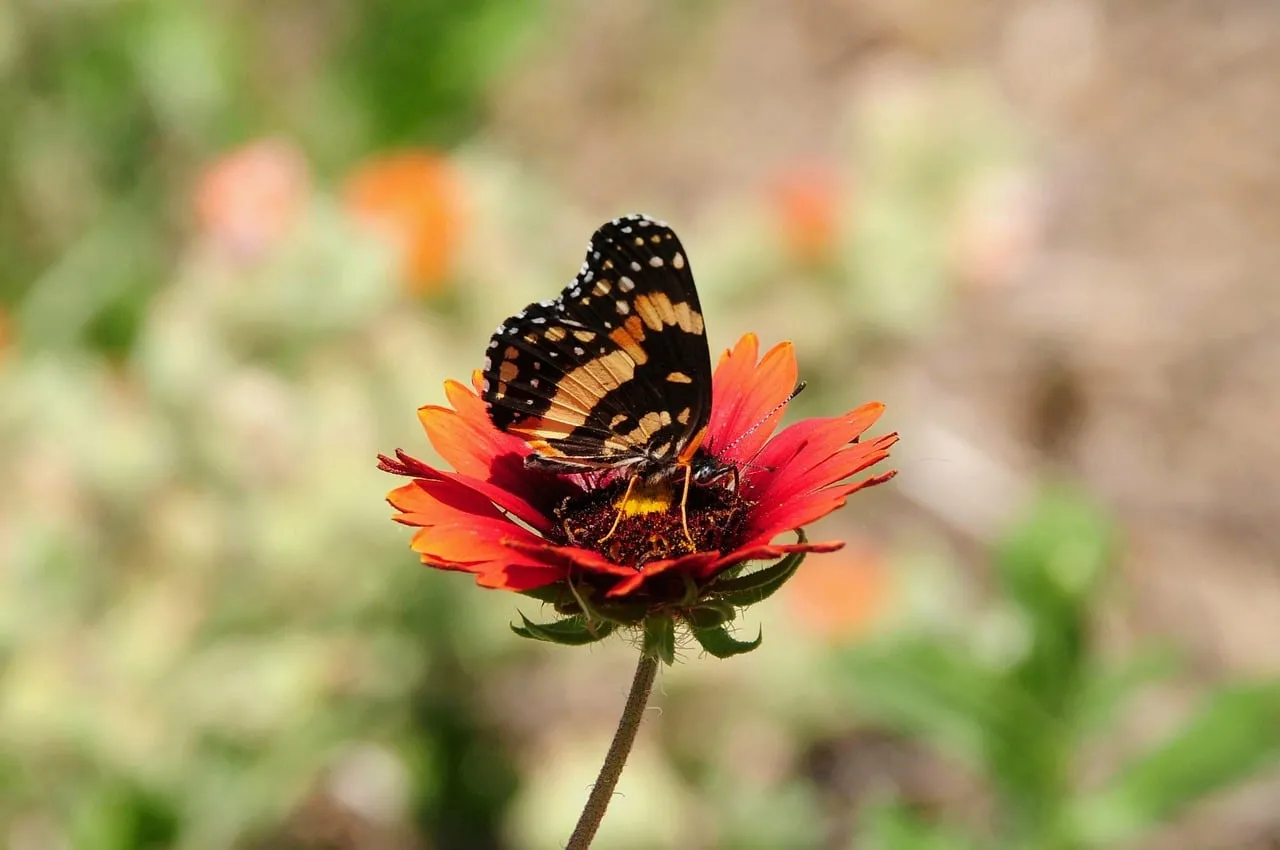 Vibrant Butterfly on Red Flower: A Springtime Macro Delight