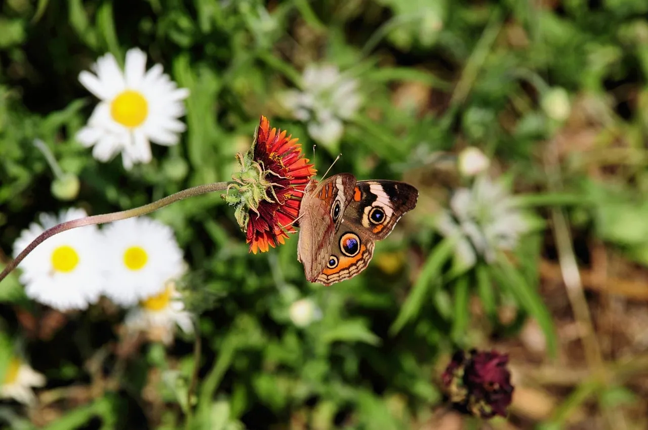 Vibrant Peacock Eye Butterfly on a Summer Daisy