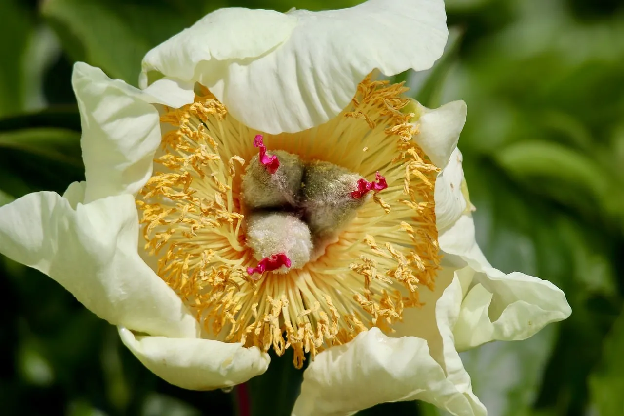 Stunning White Peony Macro: Golden Pollen & Delicate Petals