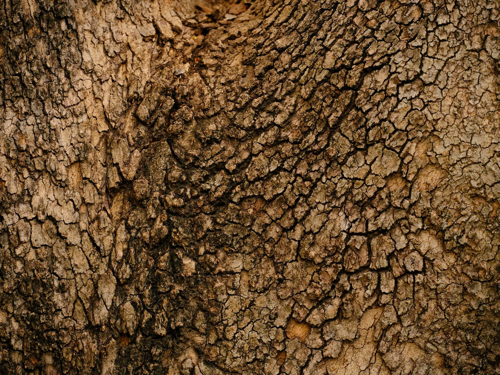 Rustic Bark: Intricate Textures of Nature's Timeless Canvas