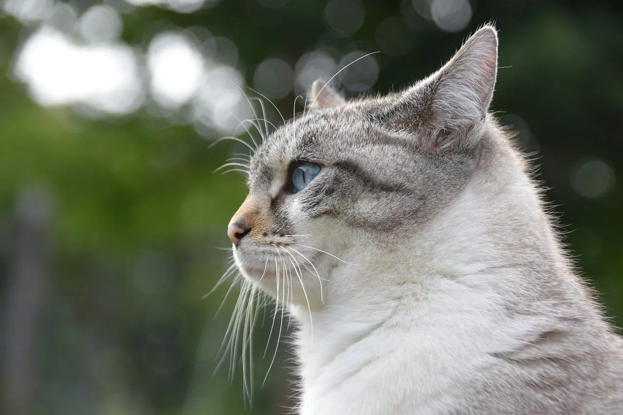 Enchanting Gaze: Striking Cat Portrait with Piercing Blue Eyes