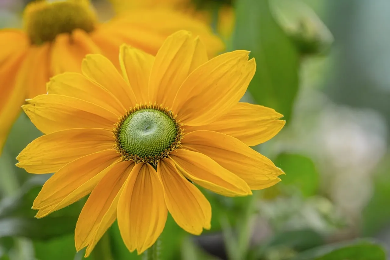 Vibrant Yellow Daisy: A Macro View of Nature's Beauty