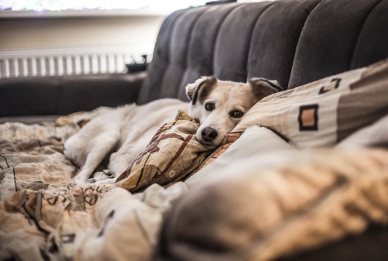 Cozy Canine Comfort: Adorable Dog Relaxing on Sofa