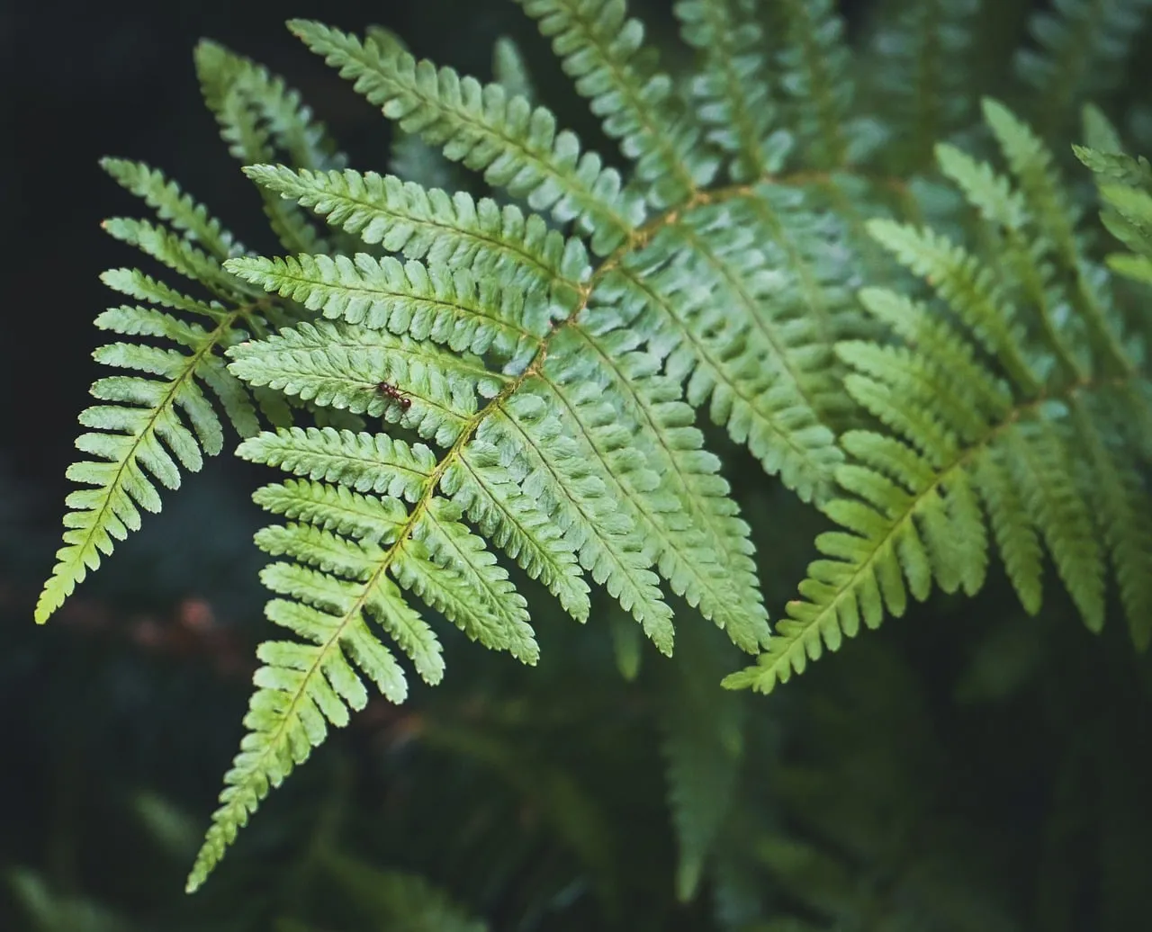 Vibrant Green Fern Fronds: Nature's Intricate Tapestry