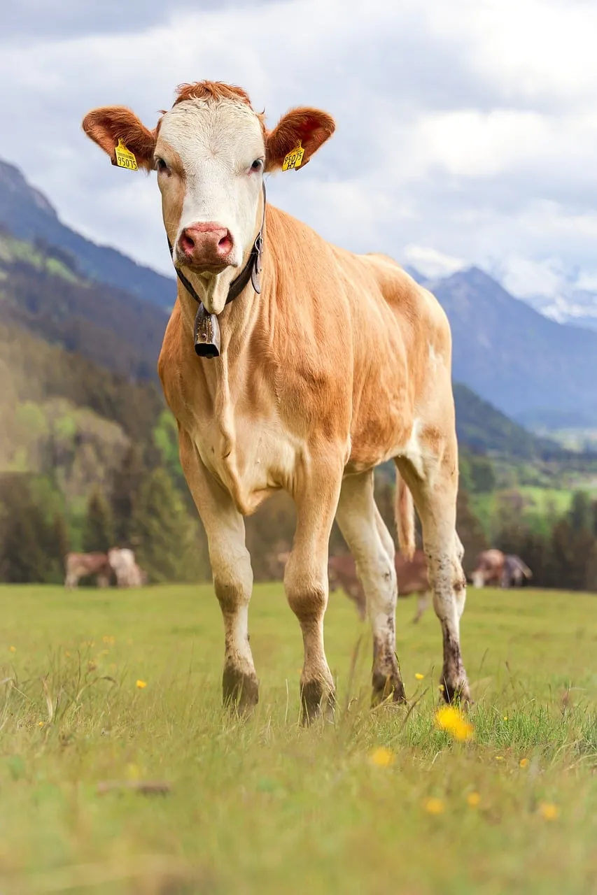 Charming Alpine Cow in Lush Mountain Meadow