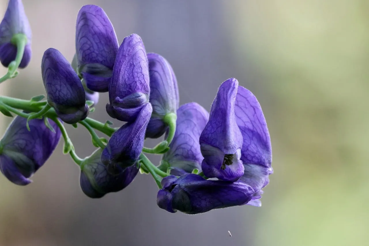 Enchanting Blue Monkshood: A Wild Garden Gem