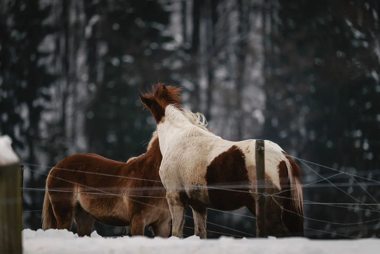 Majestic Winter Horses: Serene Snow-Covered Paddock