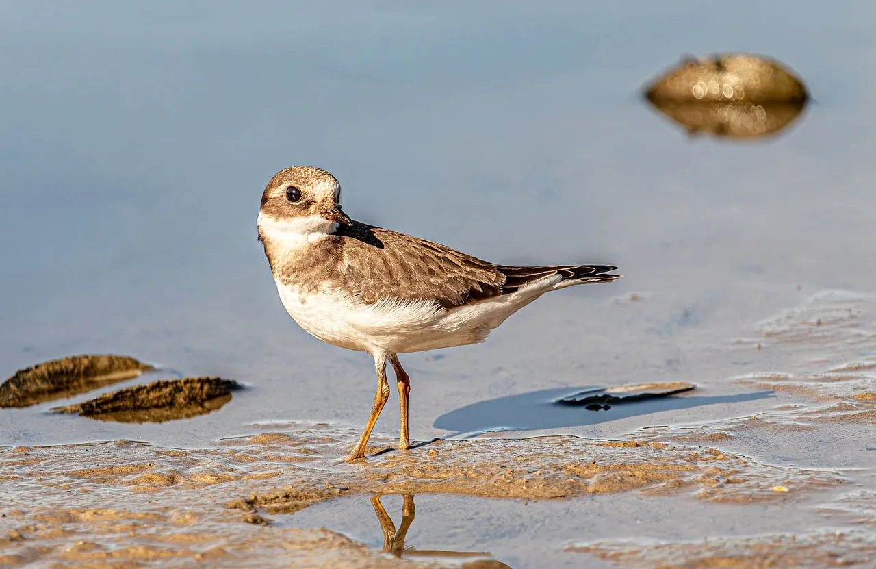Vibrant Shorebird Reflections: Semipalmated Plover on the Beach