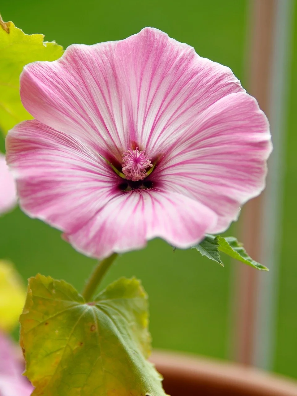 Vibrant Pink Mallow Blossom: Nature's Delicate Beauty Up Close