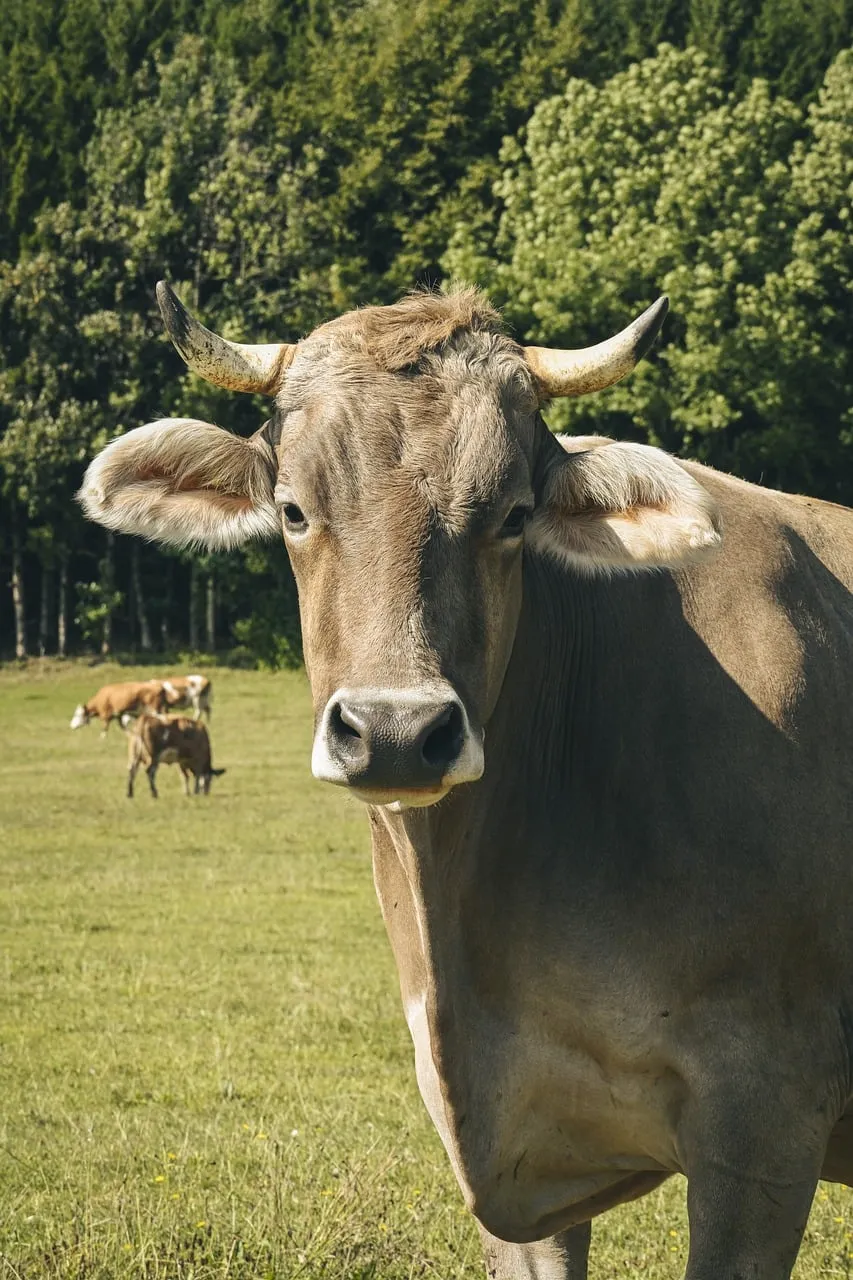 Majestic Savoy Cow Gazing in Lush Alpine Pasture
